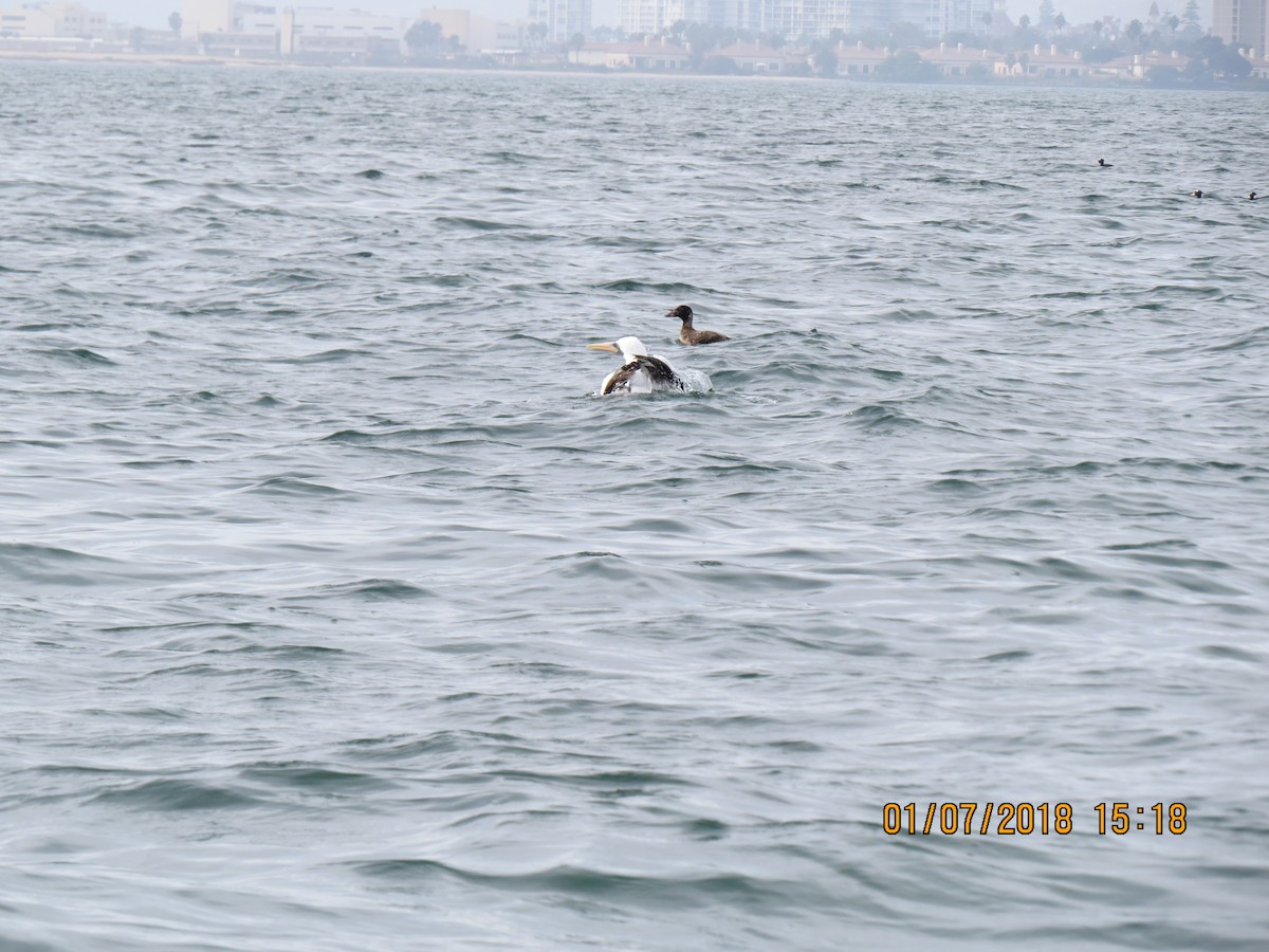 Nazca Booby - ML536240061