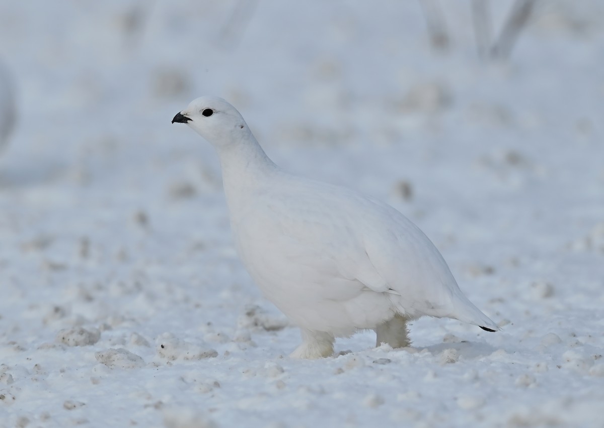 Willow Ptarmigan - ML536241041