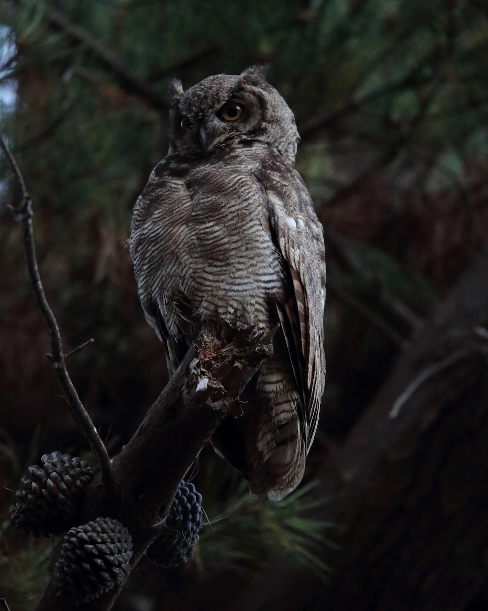 Lesser Horned Owl - ML536242271
