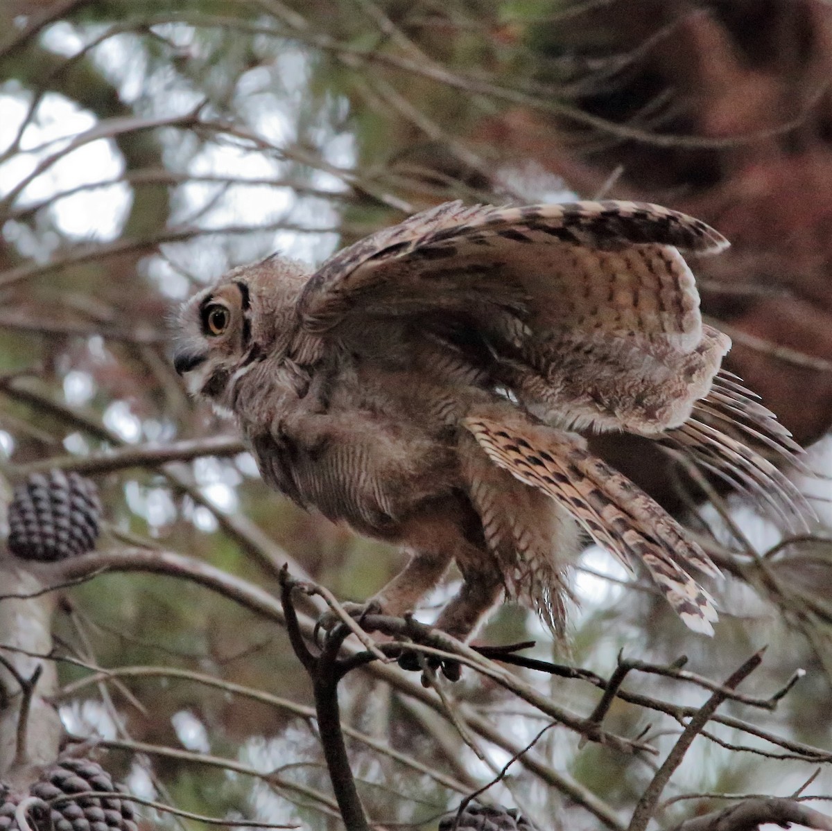 Lesser Horned Owl - ML536242371