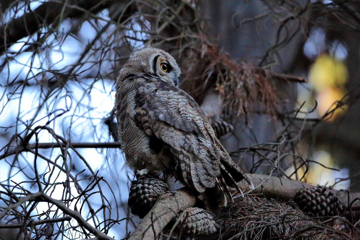 Lesser Horned Owl - ML536242391