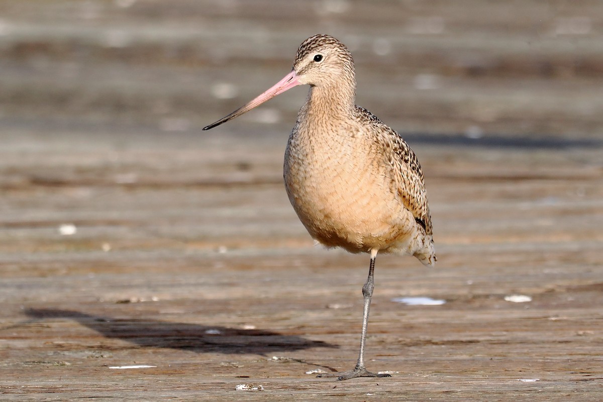 Marbled Godwit - Donna Pomeroy