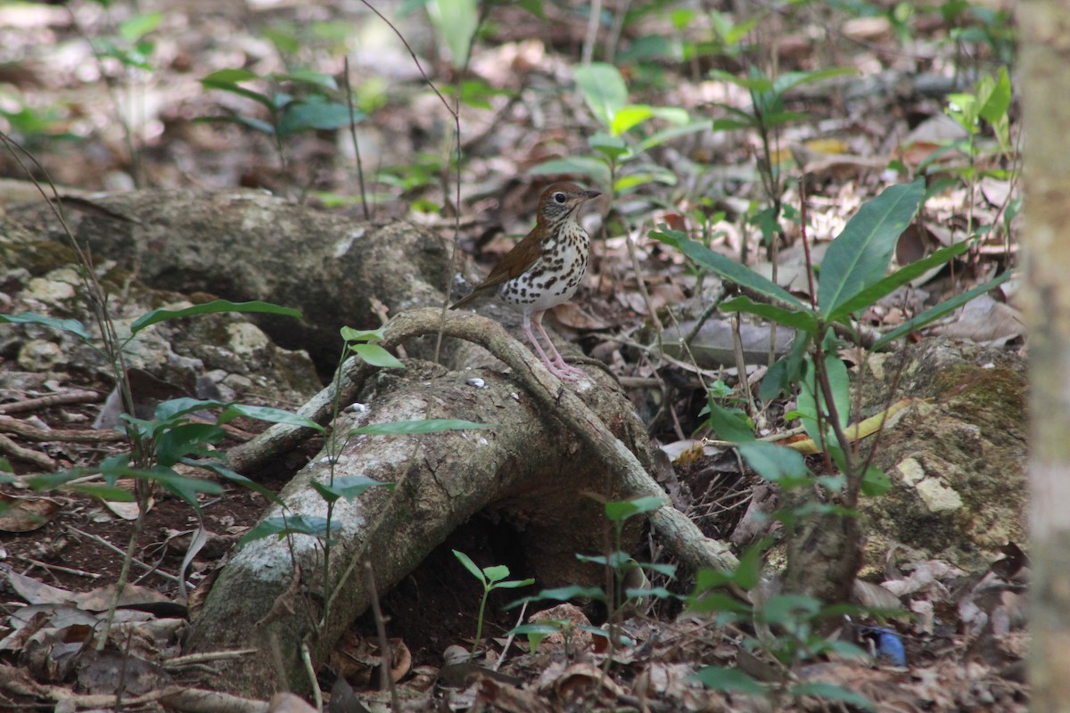 Wood Thrush - ML536243001