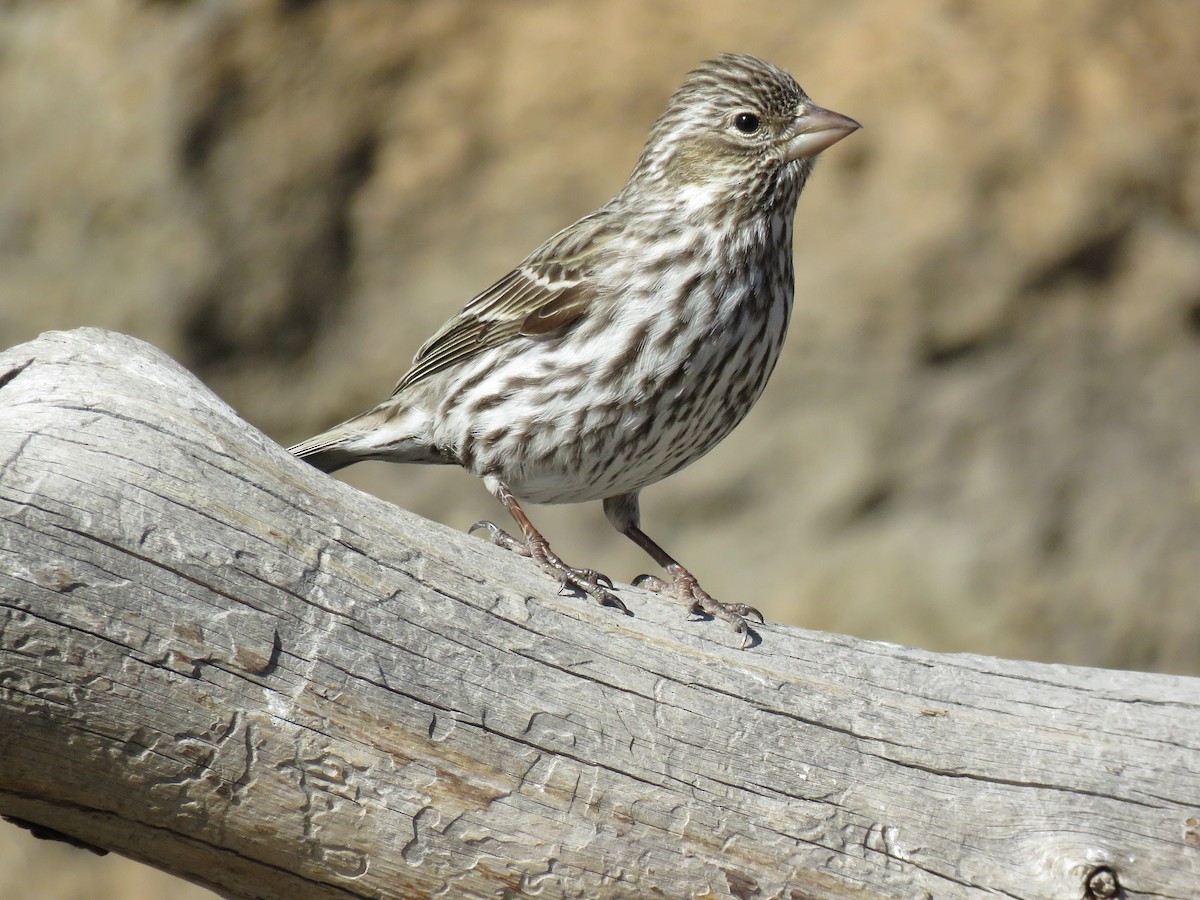 Cassin's Finch - Kai Frueh