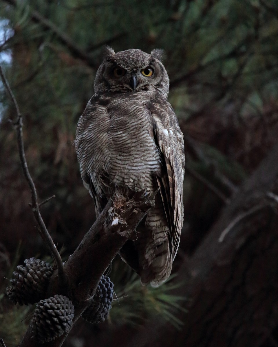 Lesser Horned Owl - ML536244041