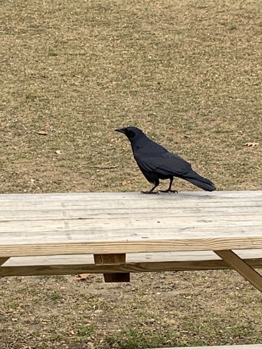 Fish Crow - ML536244271