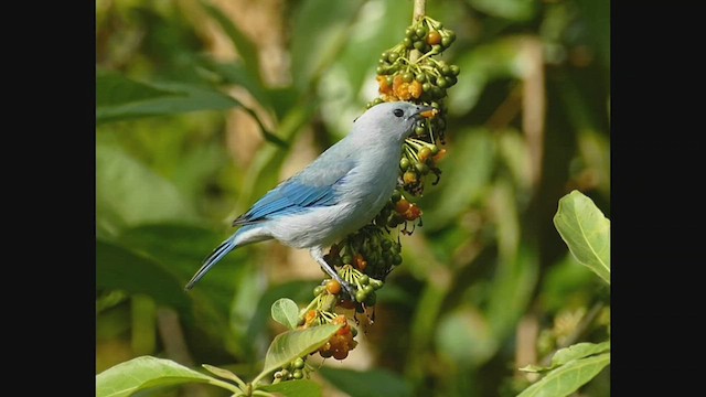 Blue-gray Tanager - ML536244501