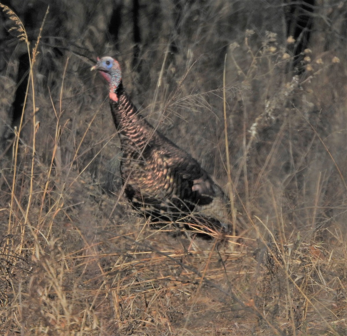 Wild Turkey - ML536245001