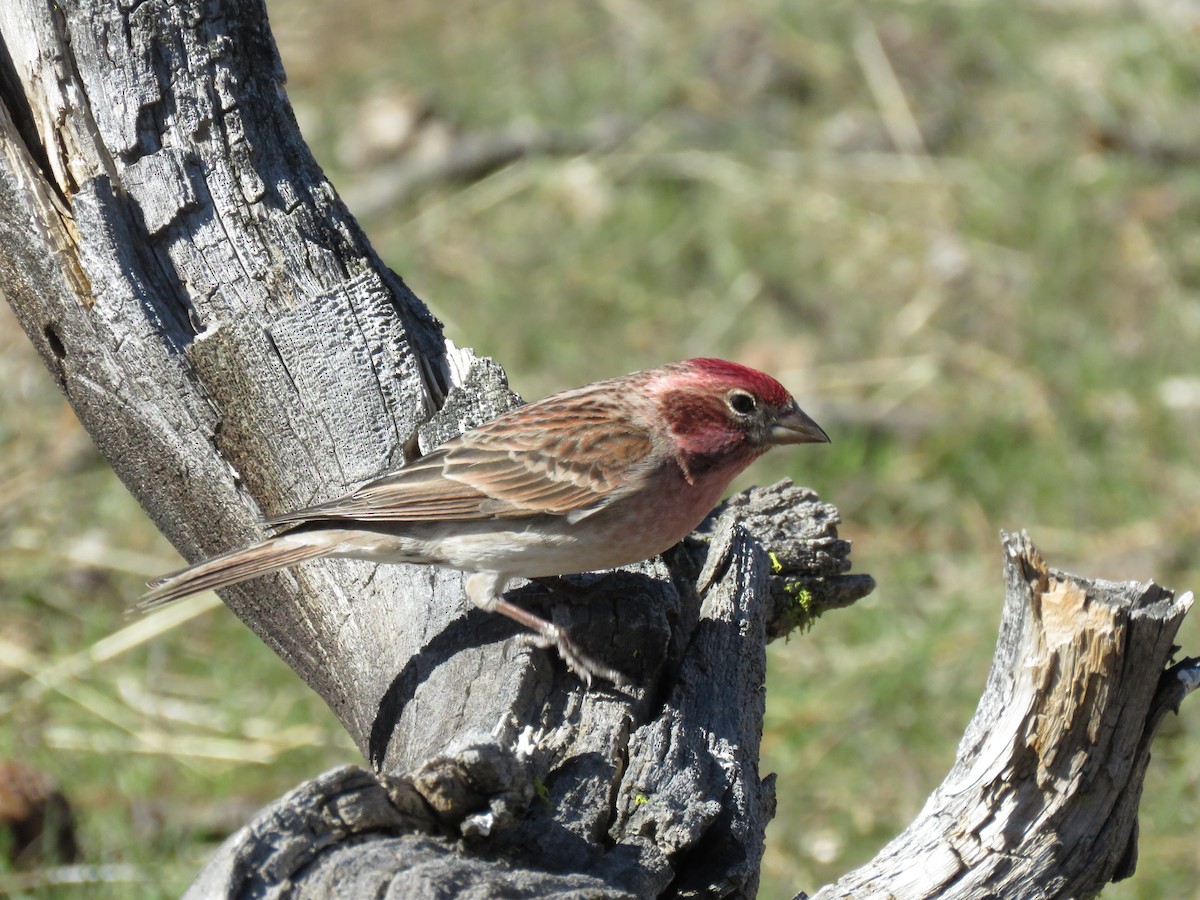 Cassin's Finch - ML53624521