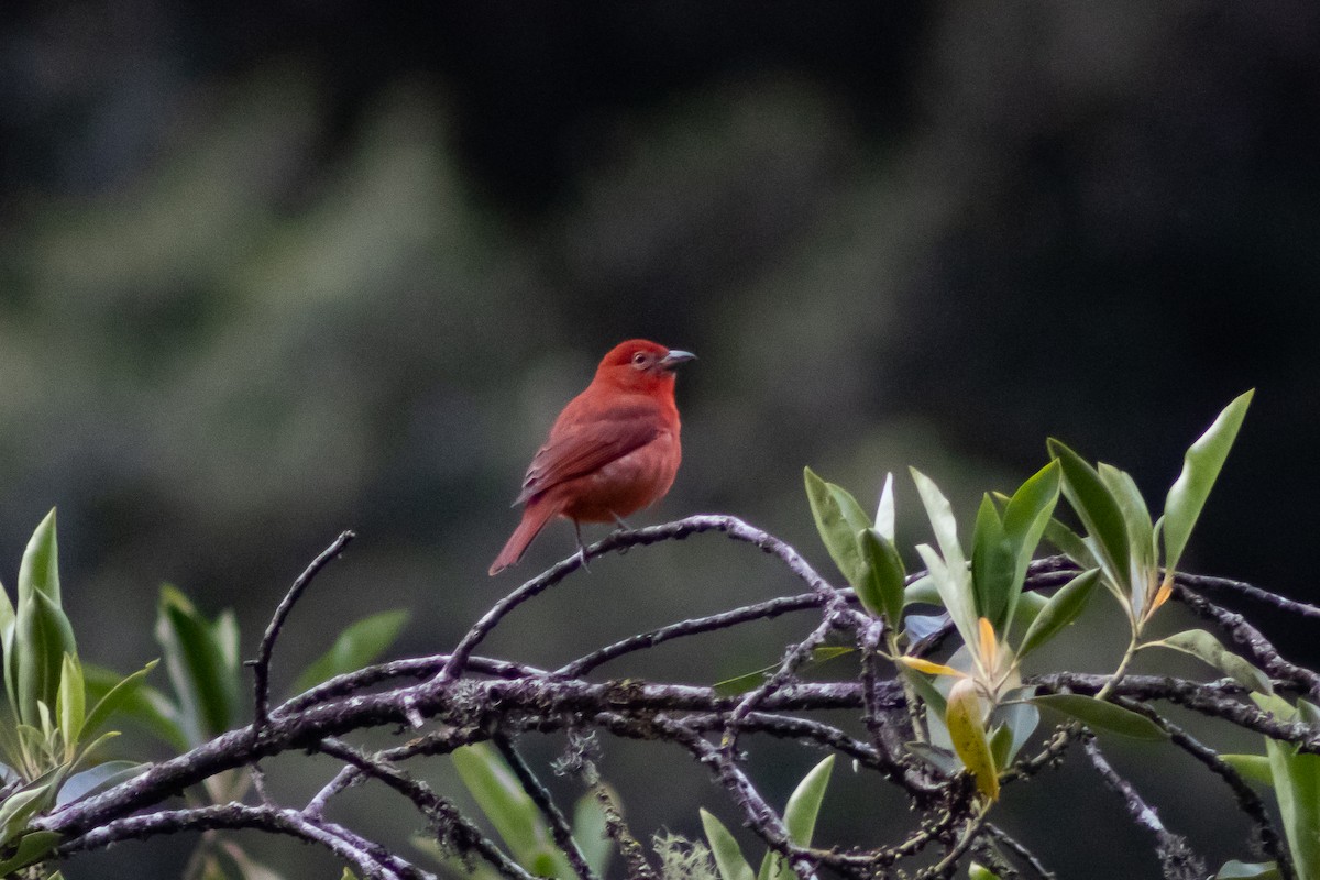 Hepatic Tanager - ML536246001