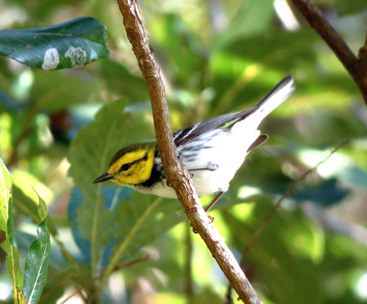 Golden-cheeked Warbler - ML536247101