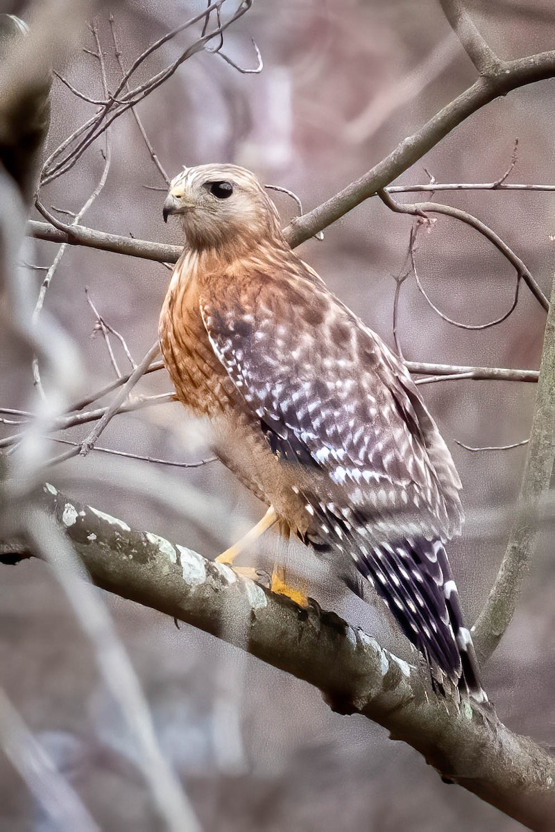 Red-shouldered Hawk - ML536249301