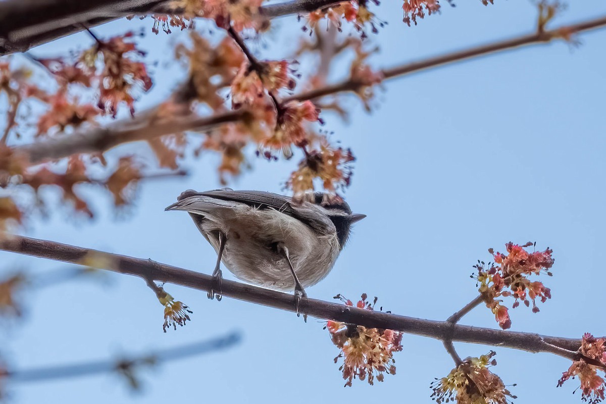 Carolina Chickadee - ML536249411