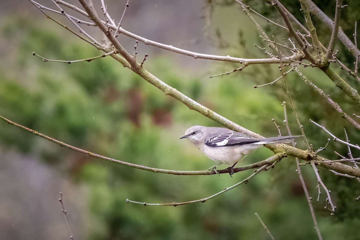 Northern Mockingbird - ML536249571