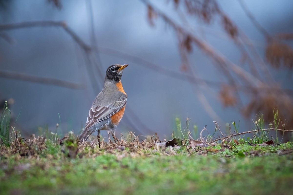 American Robin - ML536249721
