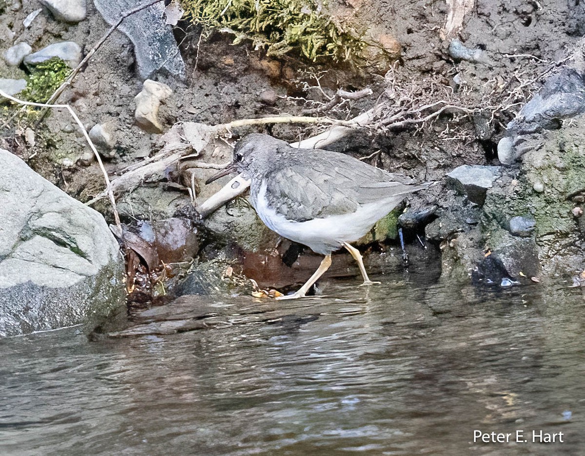 Spotted Sandpiper - ML536249731