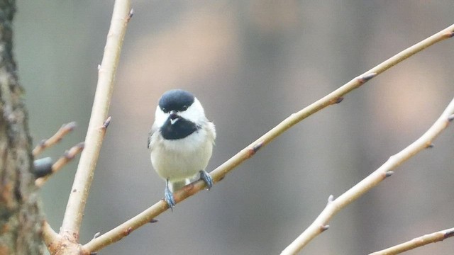 Carolina Chickadee - ML536250661