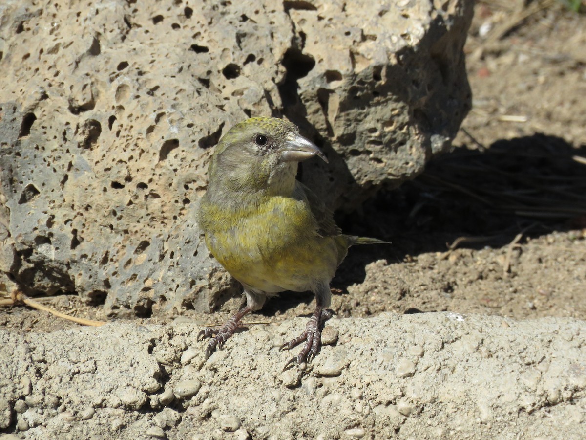 Red Crossbill - Kai Frueh