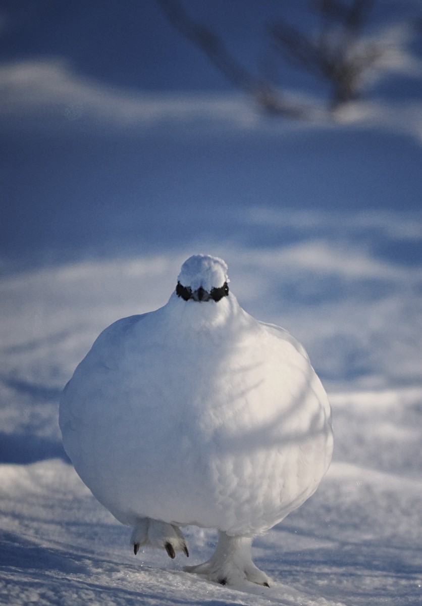 Rock Ptarmigan - ML536251651