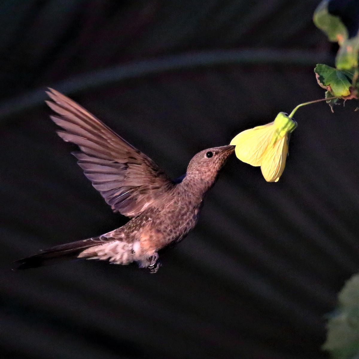 Giant Hummingbird - Rubén Concha Leiva