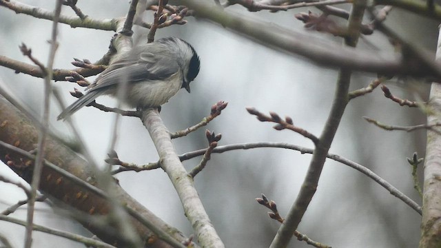 Carolina Chickadee - ML536252211