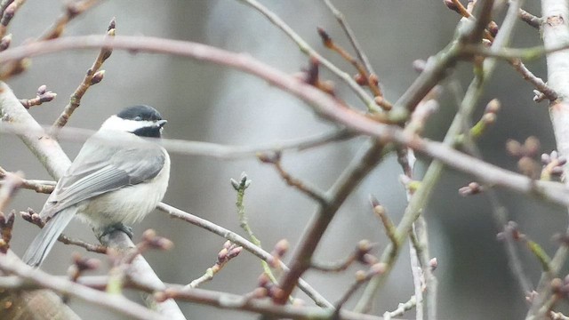 Carolina Chickadee - ML536252221