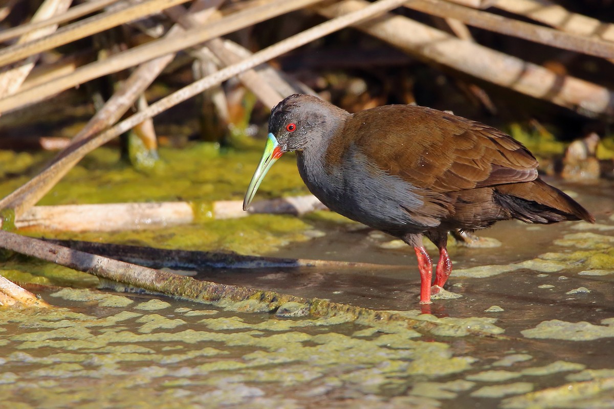 Plumbeous Rail - ML536252571