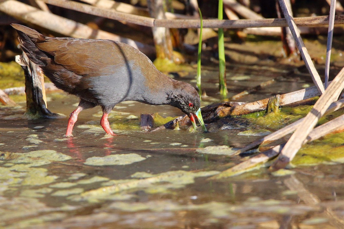 Plumbeous Rail - ML536252581