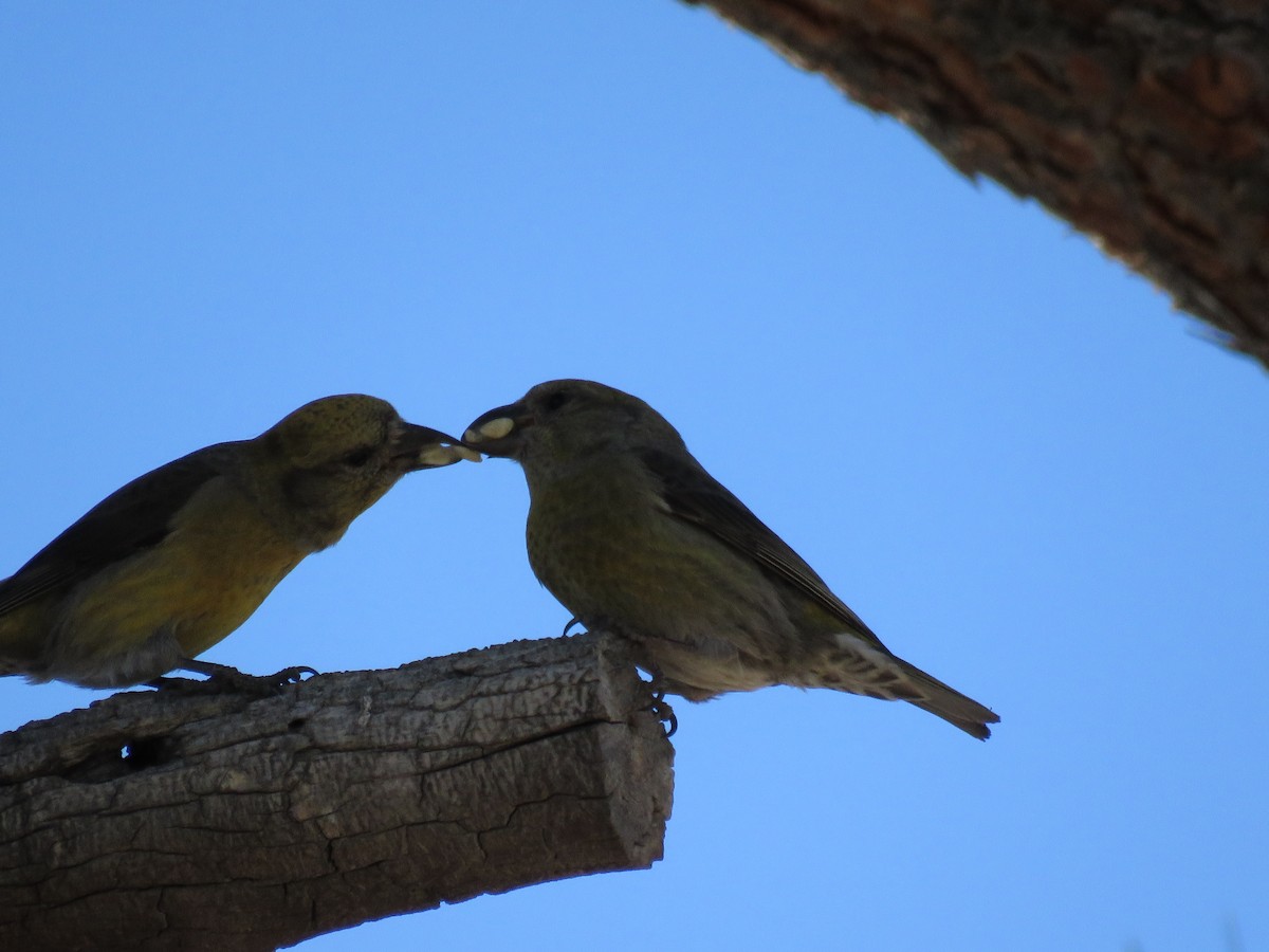 Red Crossbill - ML53625351