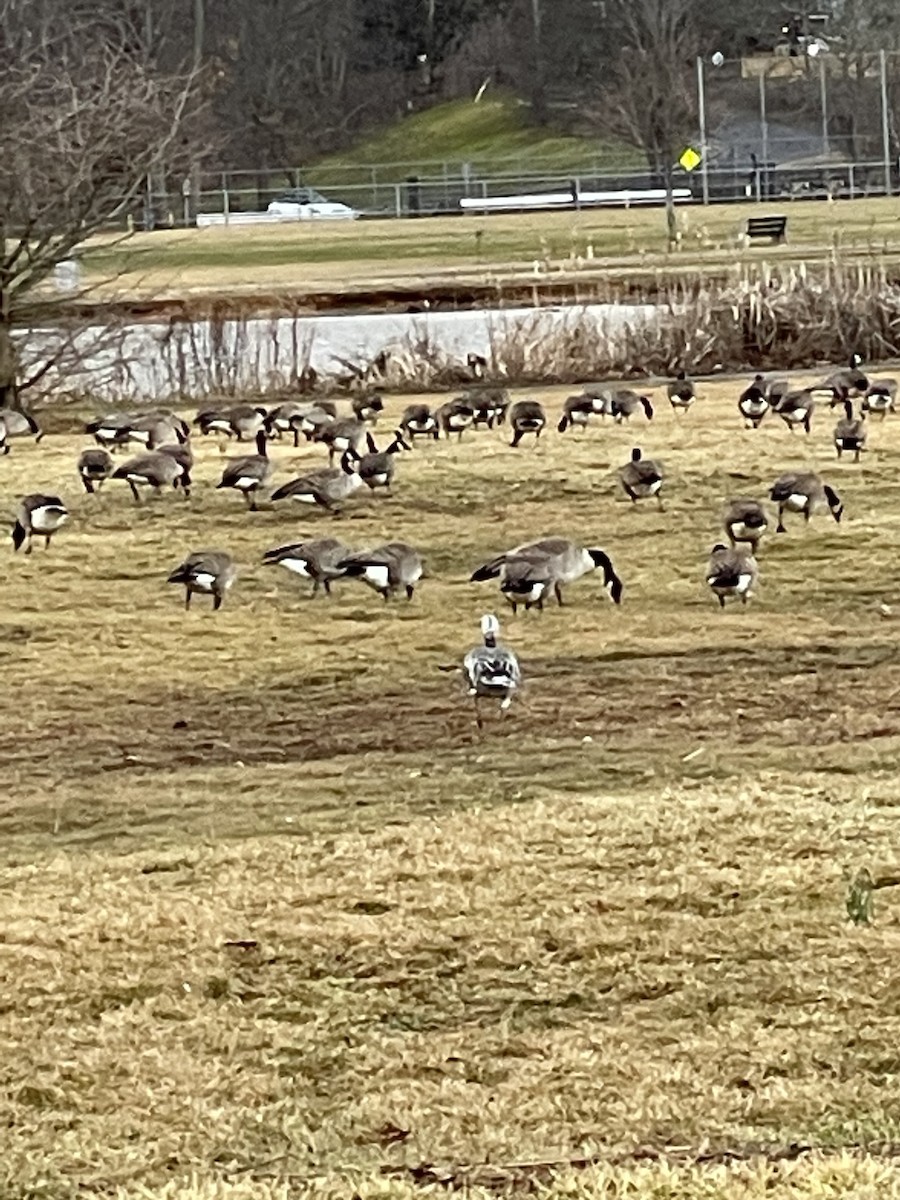 Snow Goose - ML536253801