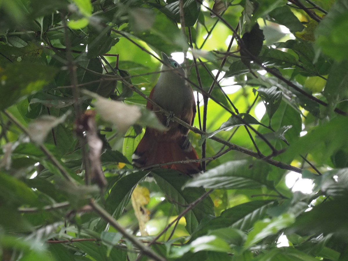 Raffles's Malkoha - ML536254751