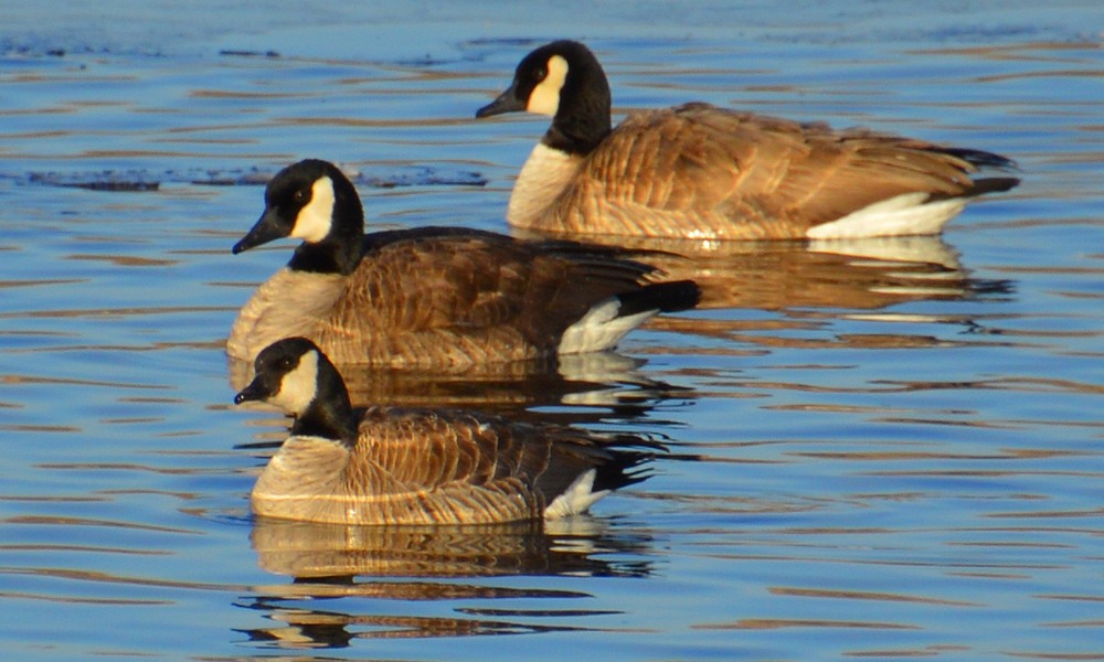 Cackling Goose - ML536255031