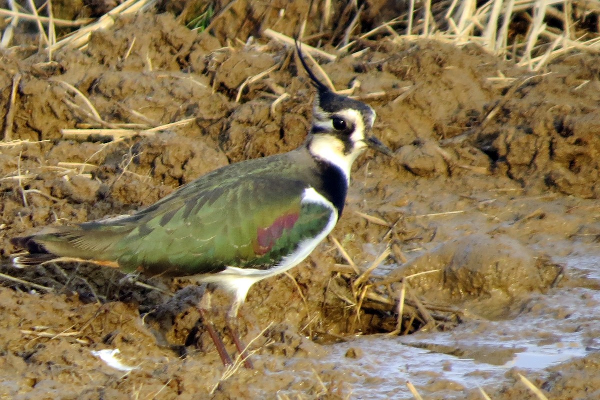 Northern Lapwing - Pat McKay