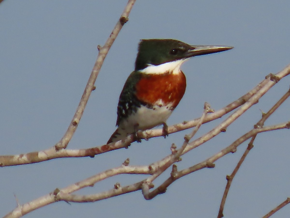 Green Kingfisher - Bruce Murray