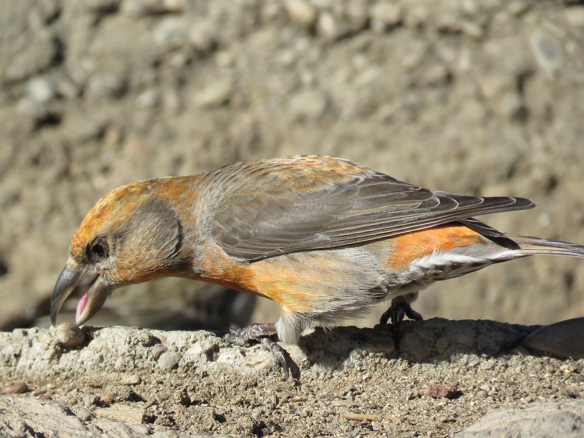 Red Crossbill - ML53625581