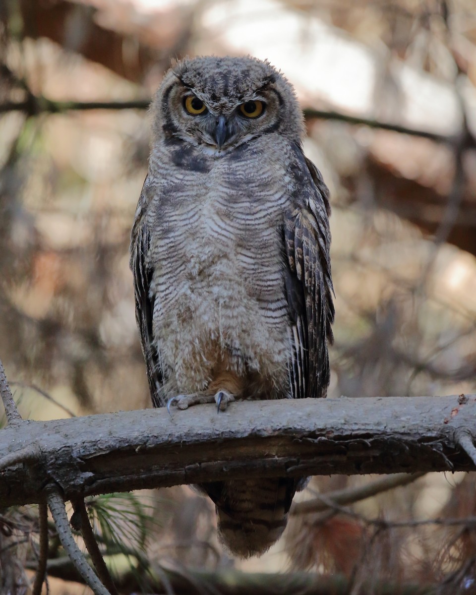 Lesser Horned Owl - ML536255841