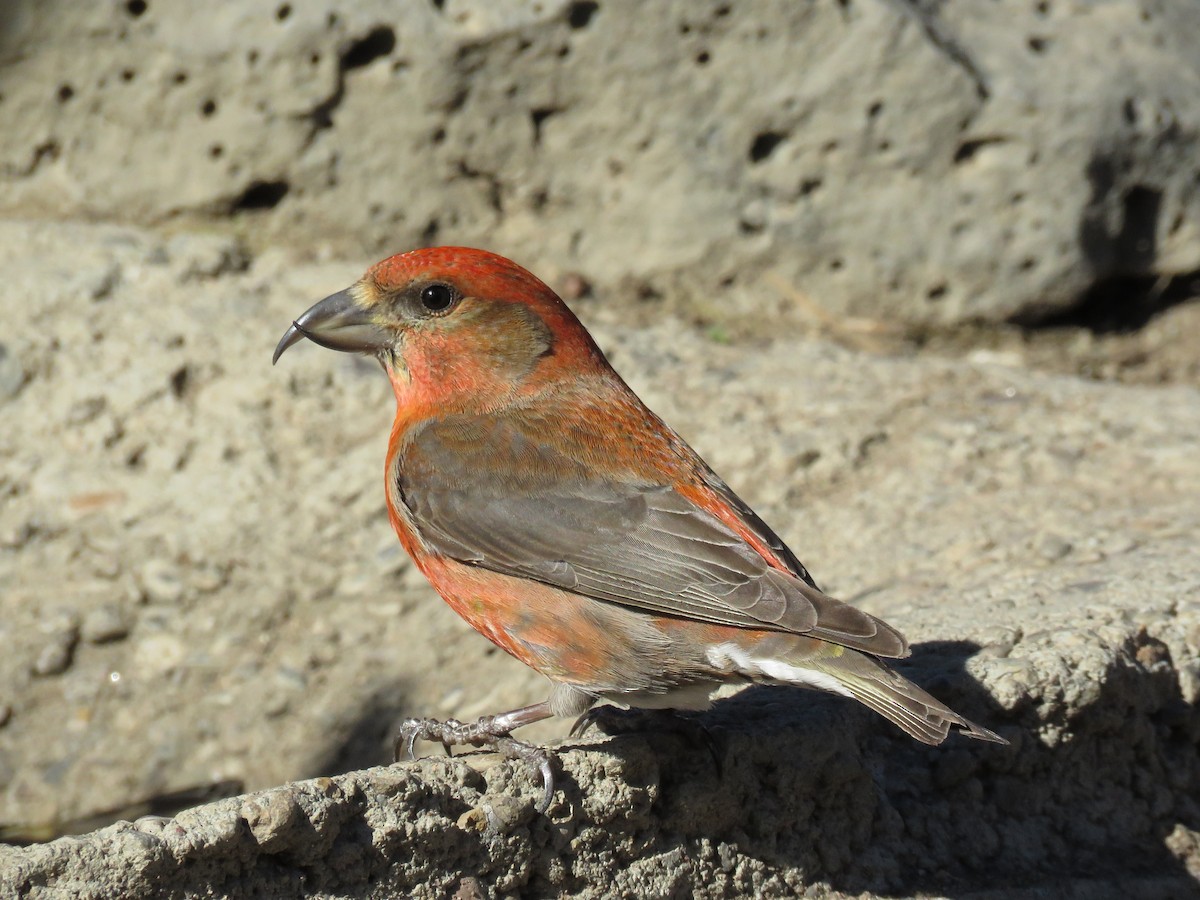 Red Crossbill - ML53625671