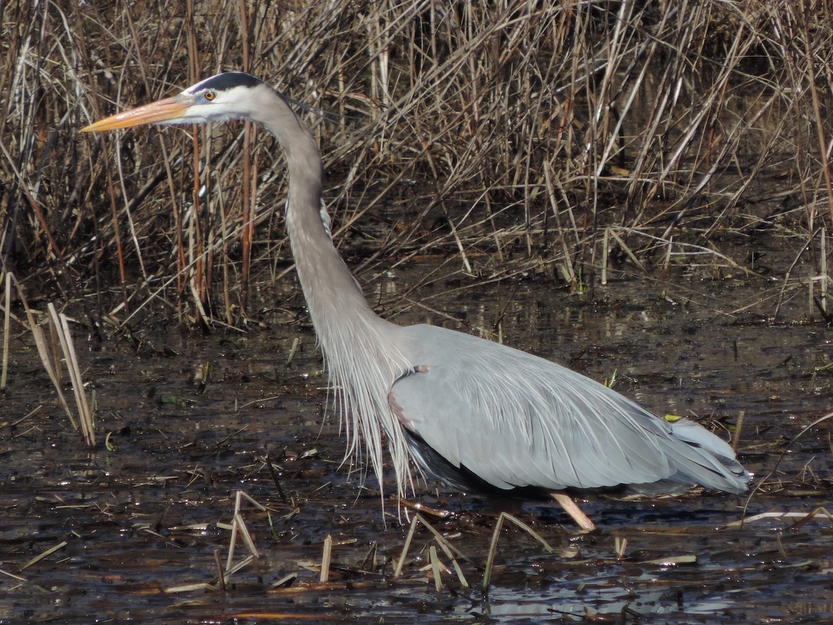 Great Blue Heron - Dan Belter