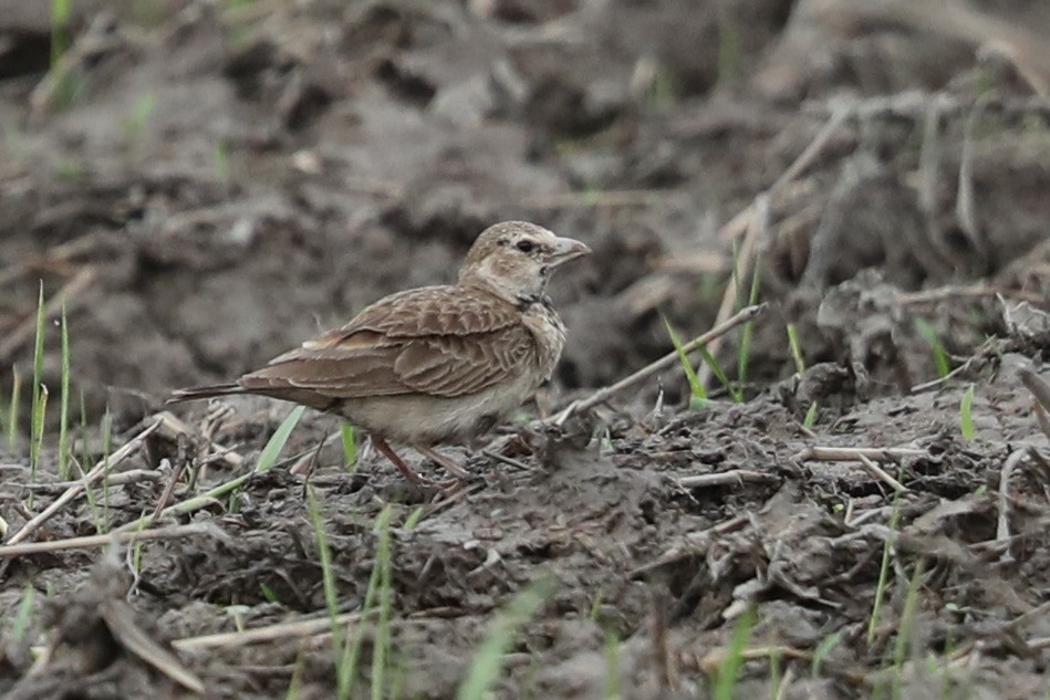 Ashy-crowned Sparrow-Lark - ML536260161