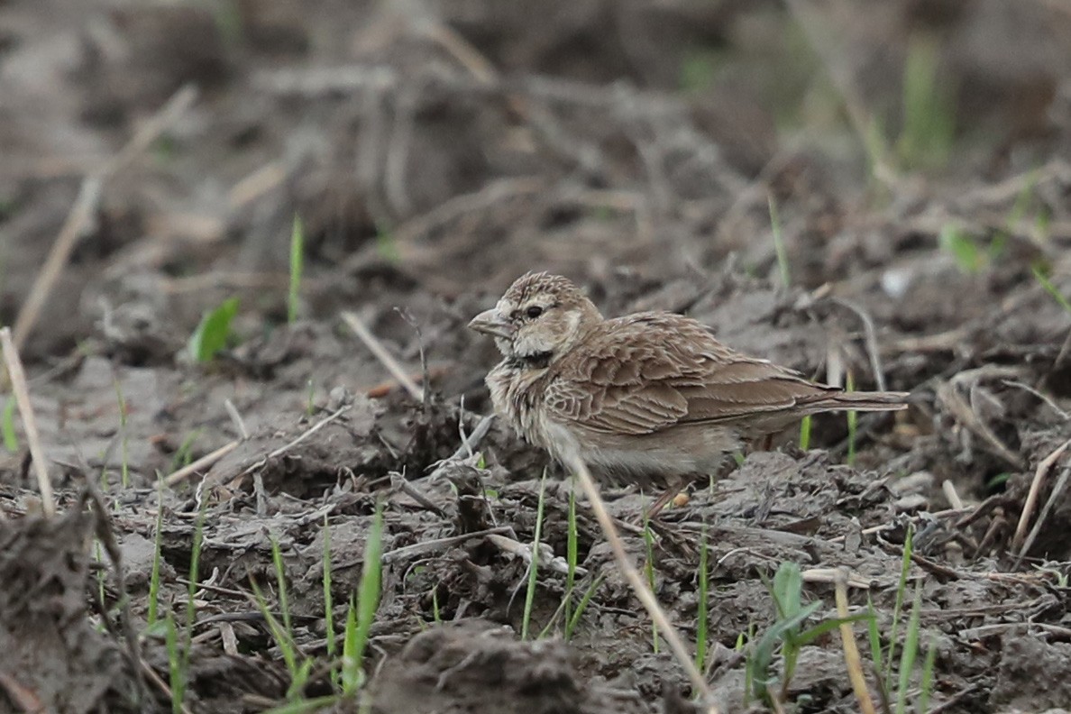 Ashy-crowned Sparrow-Lark - ML536260171