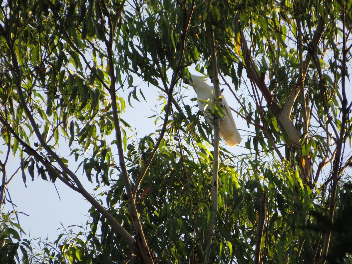 Sulphur-crested Cockatoo - ML536260181