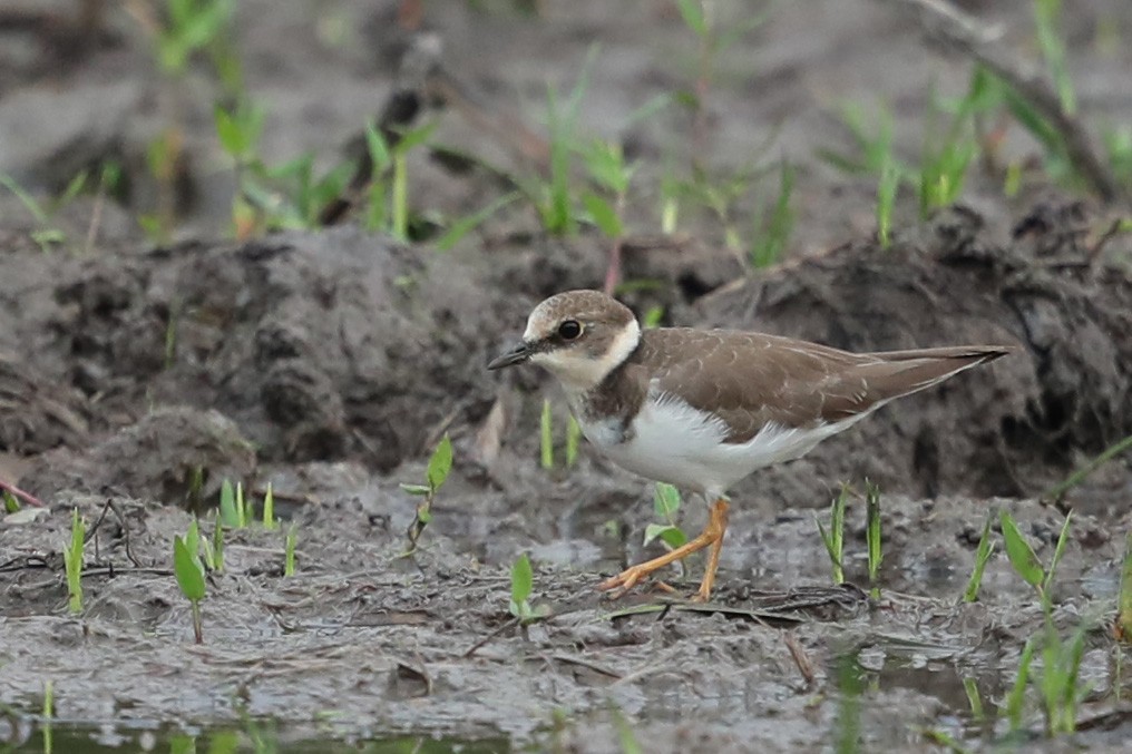 Little Ringed Plover - ML536260281