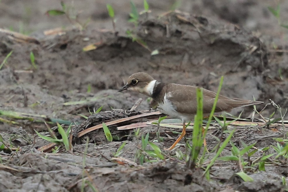 Little Ringed Plover - Gehan Rajeev