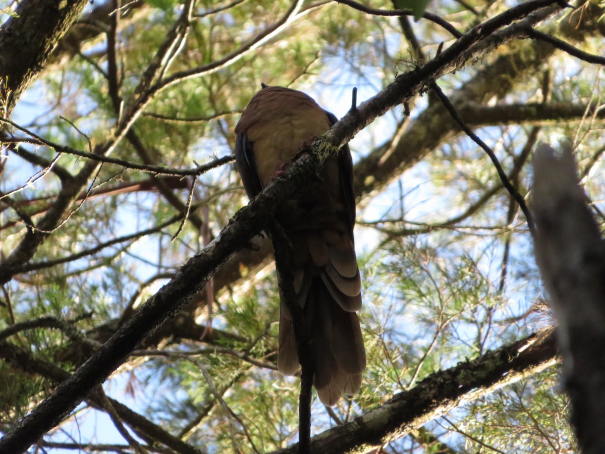 Brown Cuckoo-Dove - ML536260321