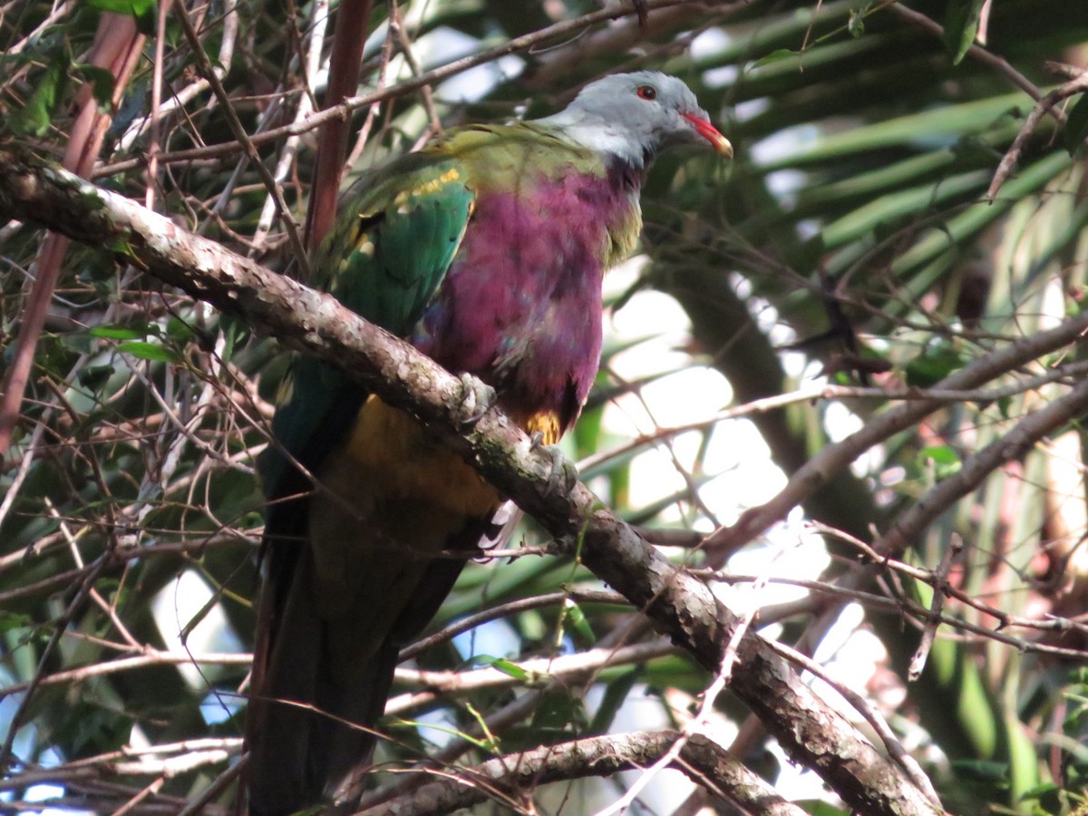 Wompoo Fruit-Dove - ML536260421