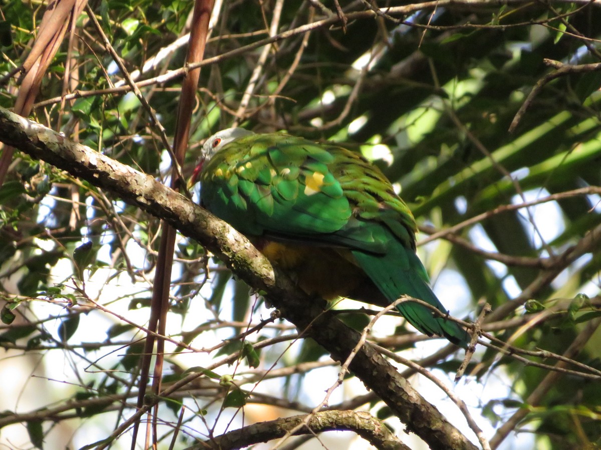 Wompoo Fruit-Dove - ML536260501