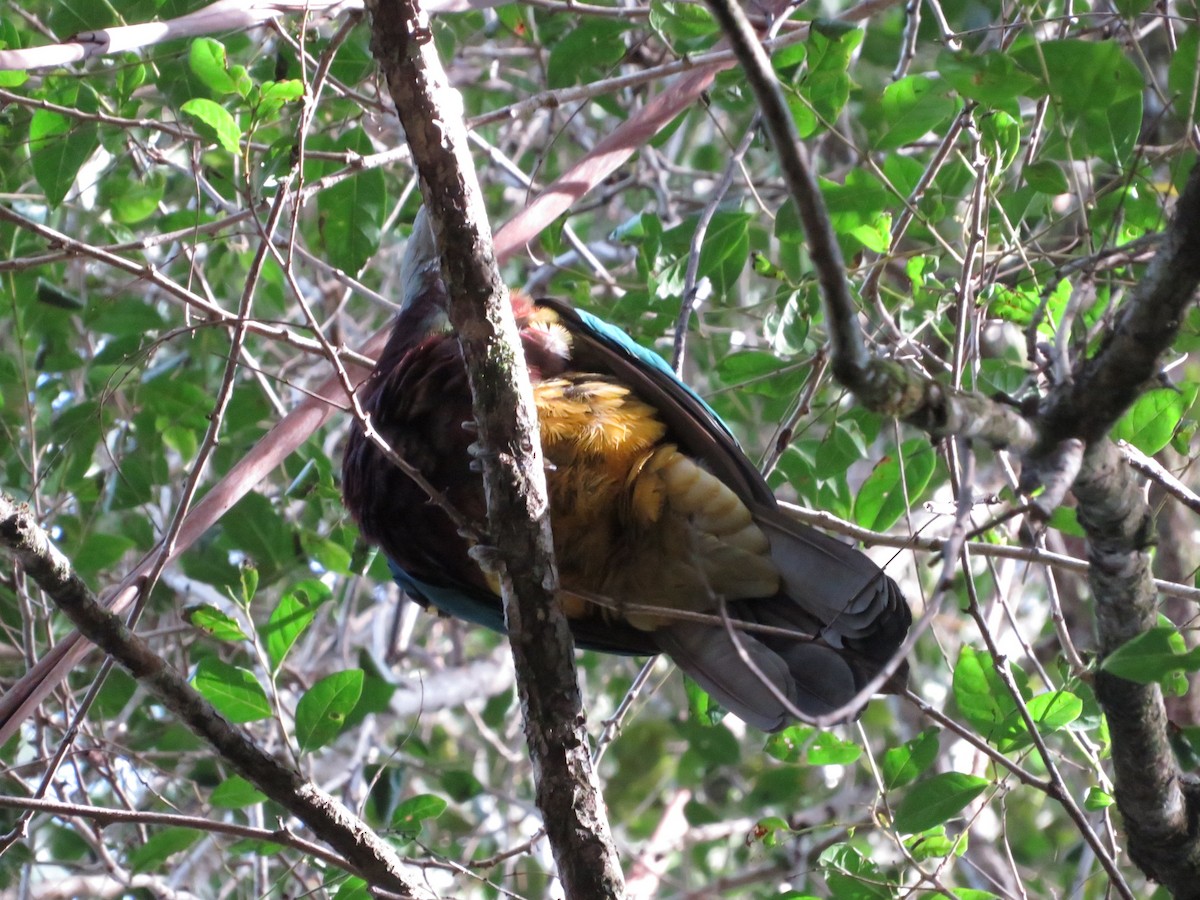 Wompoo Fruit-Dove - ML536260541