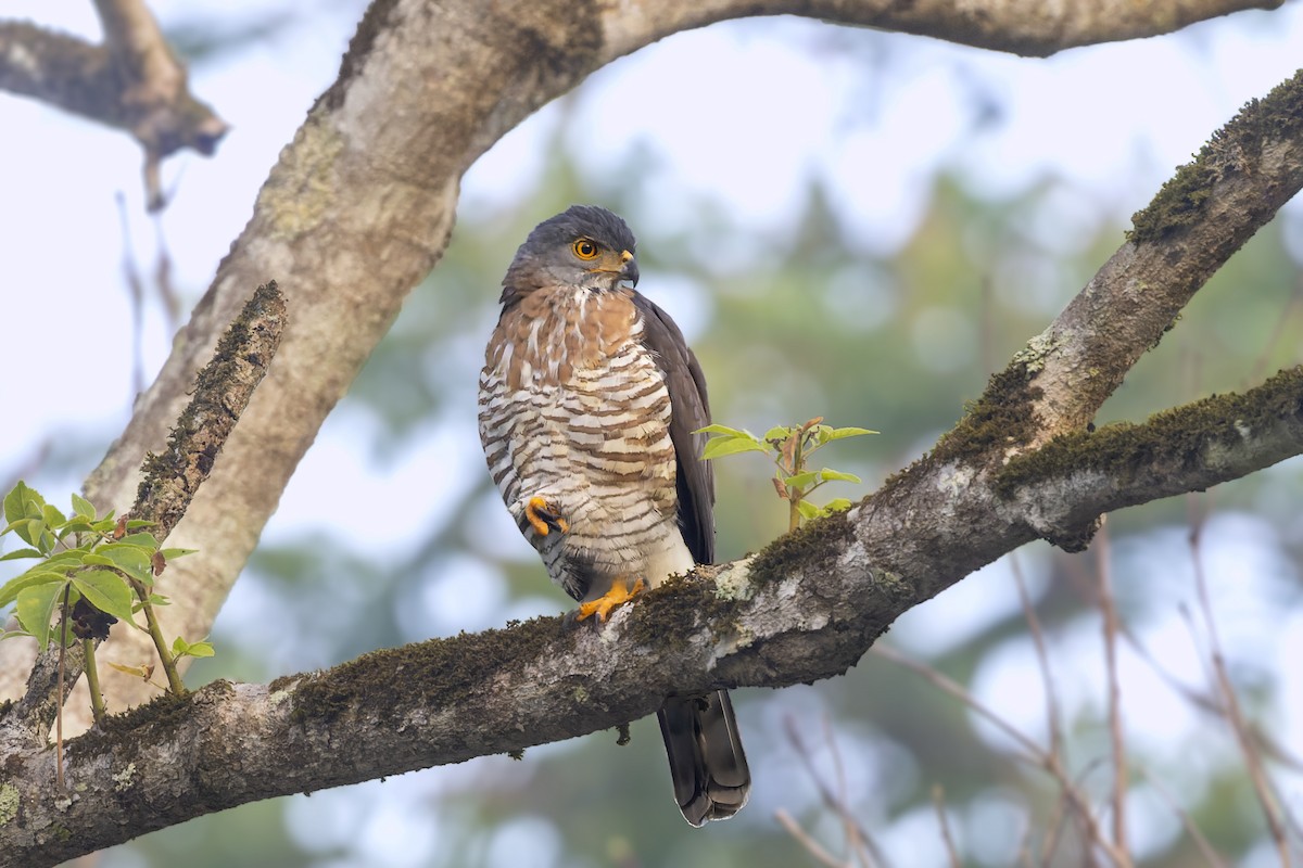 Crested Goshawk - ML536261201