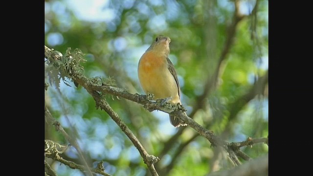 Crimson-breasted Finch - ML536261311