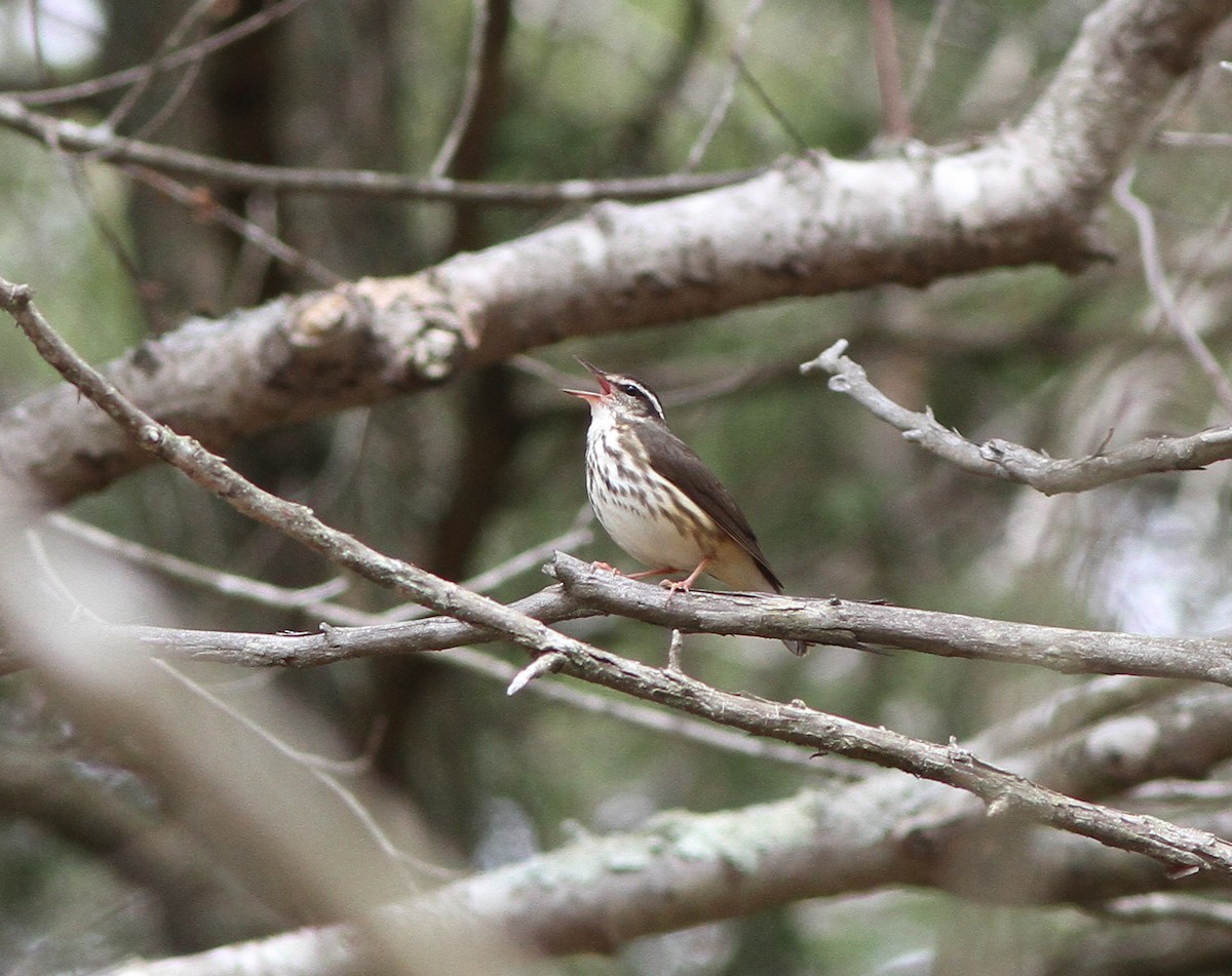 Louisiana Waterthrush - Steven Glynn